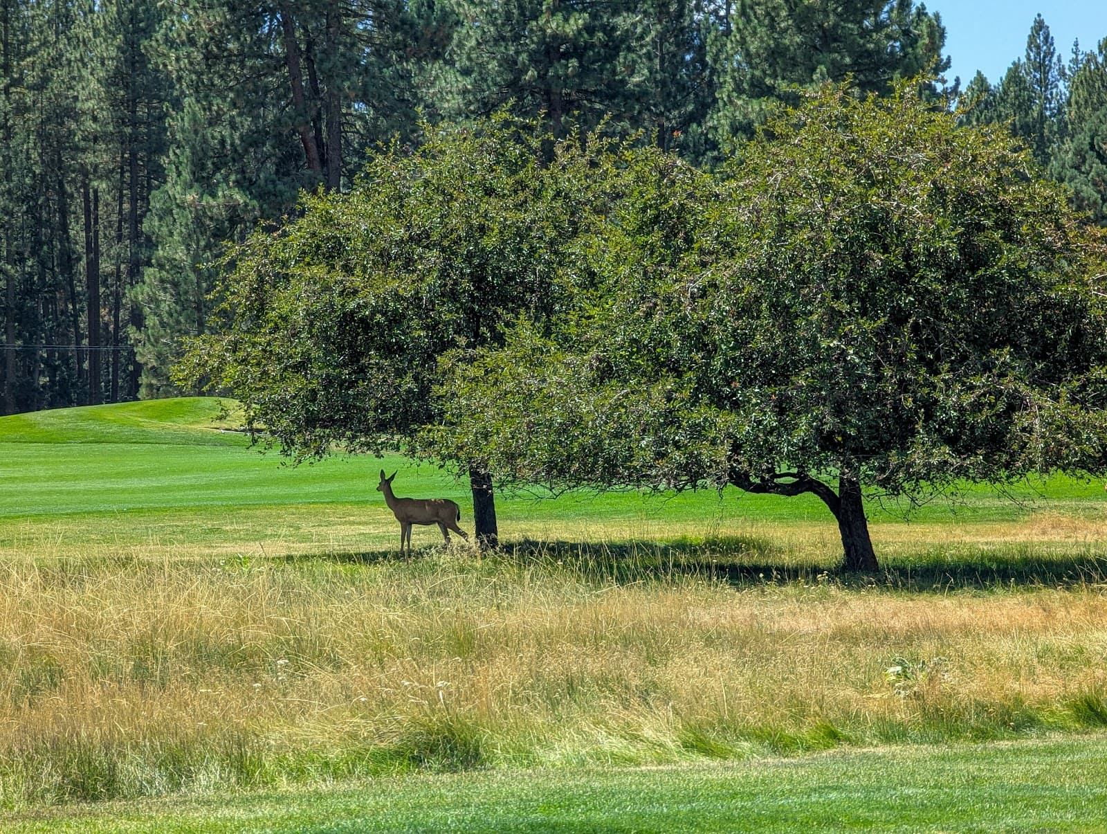 Graeagle Meadows Golf Course — green and pin Graeagle Meadows Golf Course — green and pin