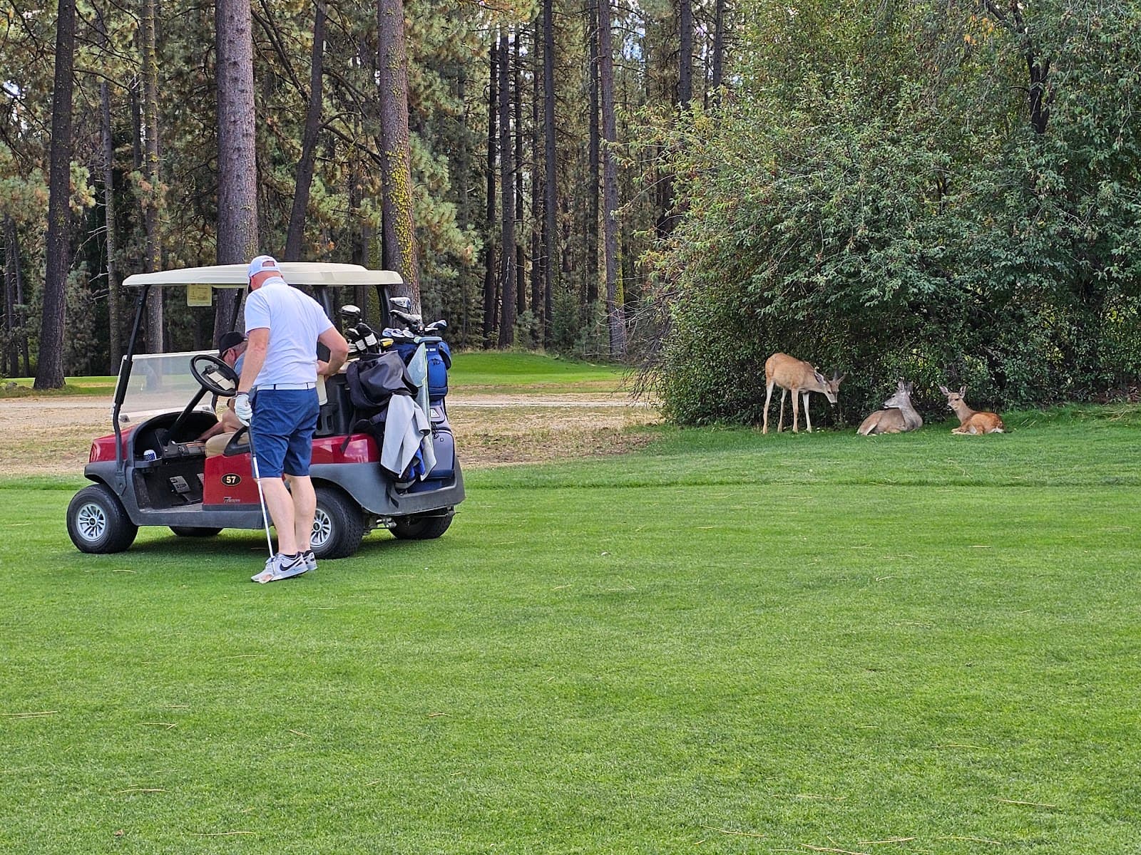 Graeagle Meadows Golf Course — tee box Graeagle Meadows Golf Course — tee box