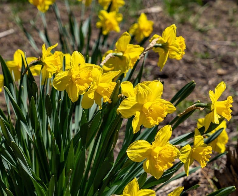 Spring daffodils with Lake Tahoe at Incline Village course Spring daffodils with Lake Tahoe at Incline Village course