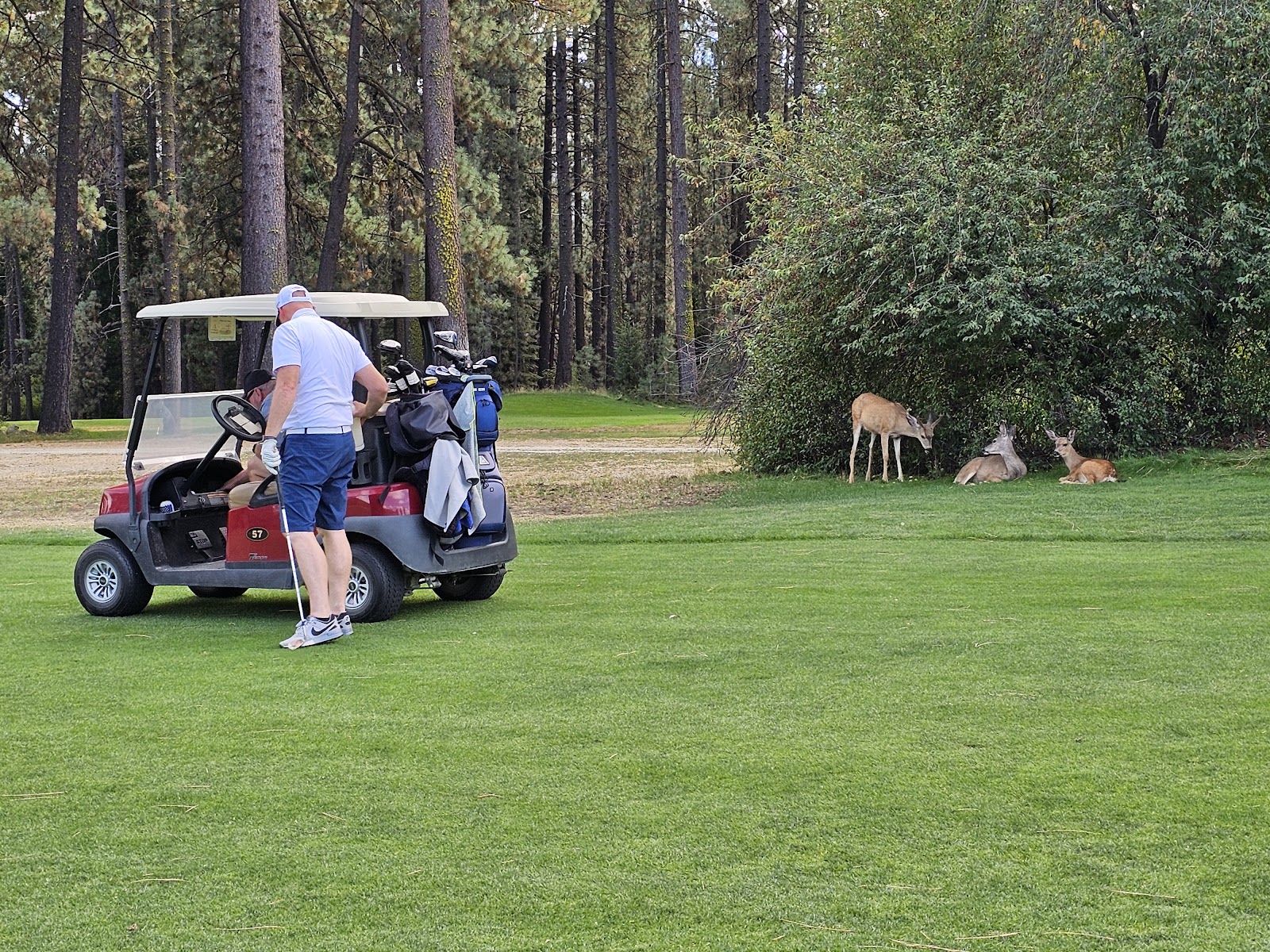 Graeagle Meadows Golf Course — tee box Graeagle Meadows Golf Course — tee box